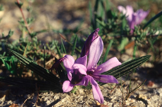 Babiana montana