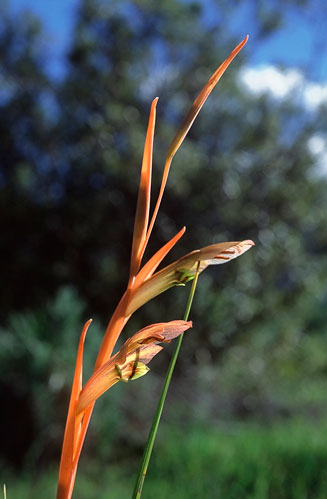 Gladiolus abbreviatus