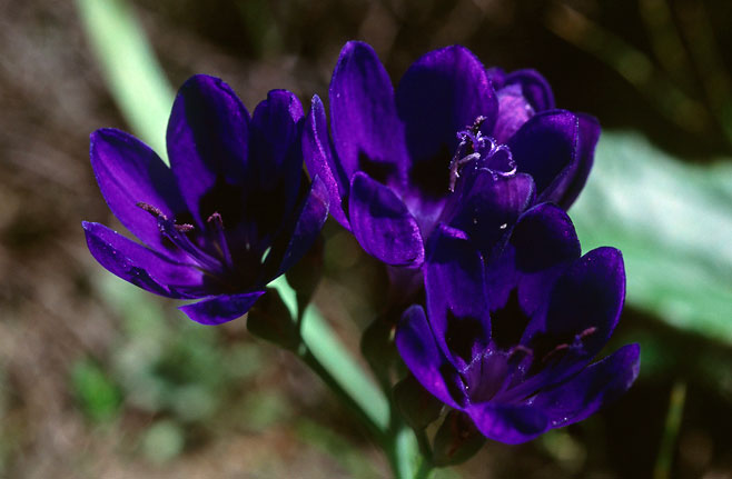 Lapeirousia azurea 