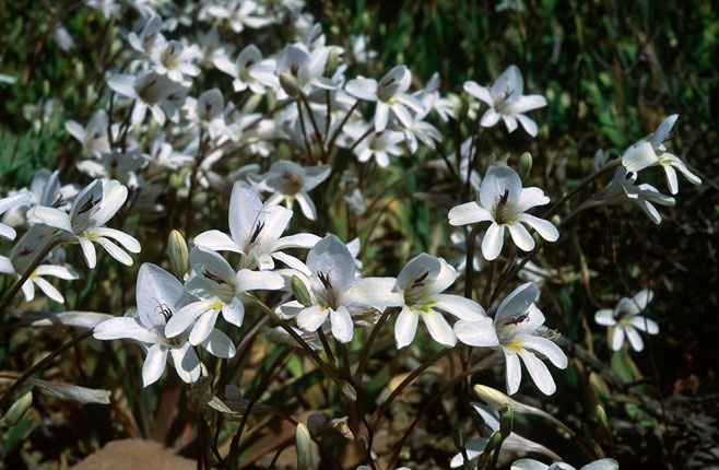 Tritonia pallida