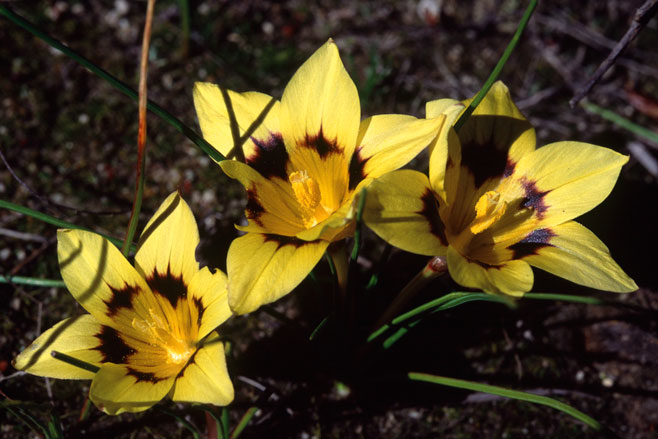 Romulea luteoflora