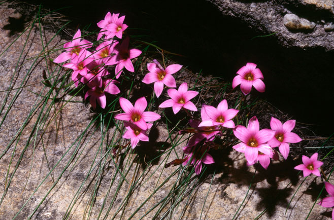 Romulea saxatilis