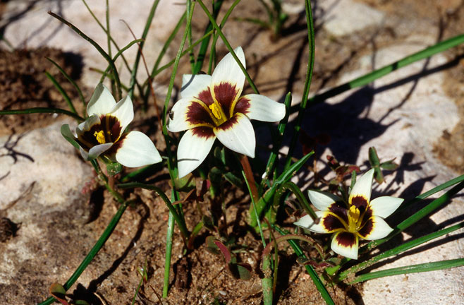 Romulea barkerae