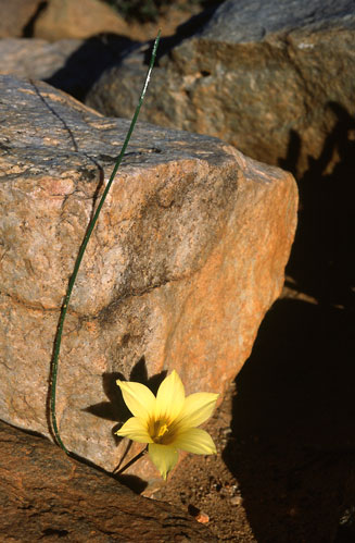 Romulea subfistulosa