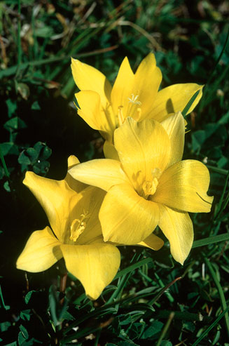 Romulea diversiformis