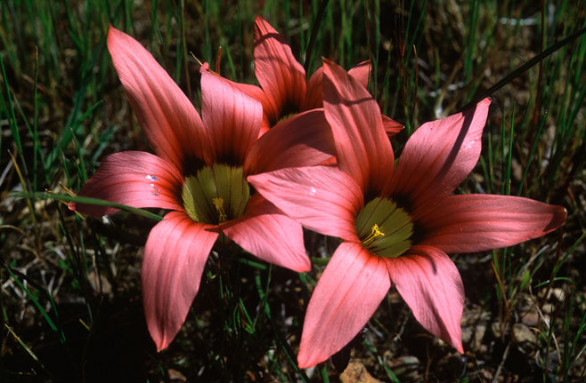 Romulea eximia