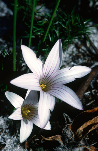 Romulea flava