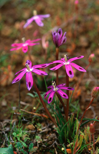 Romulea hantamensis