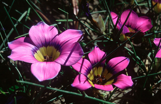 Romulea komsbergensis