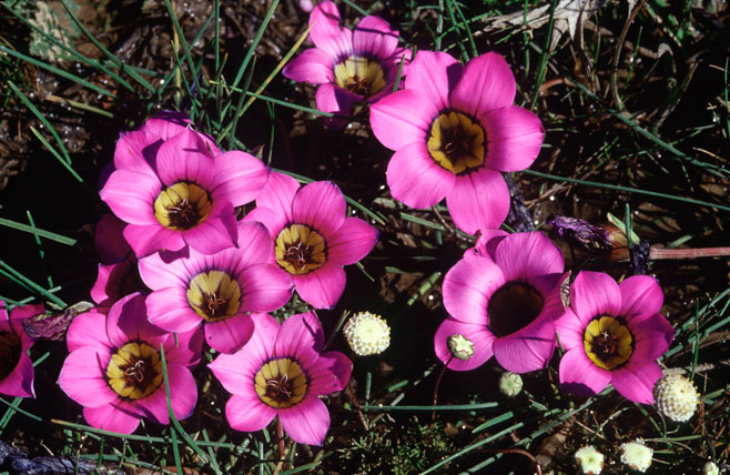 Romulea komsbergensis