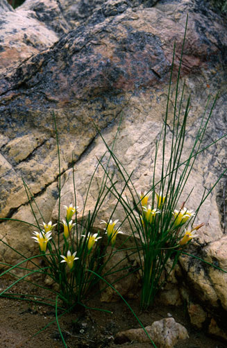 Romulea leipoldtii