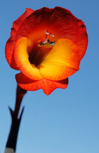 Gladiolus bonaspei 