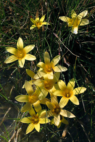Romulea multisulcata