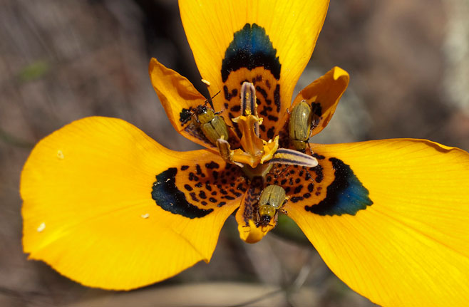 Moraea tulbaghensis