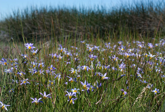 Romulea tabularis 