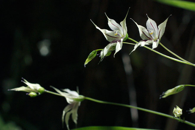Melasphaerula ramosa
