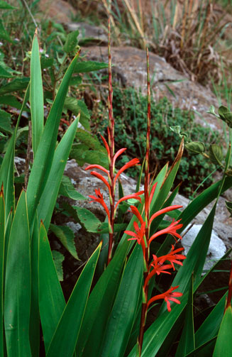 Watsonia latifolia 