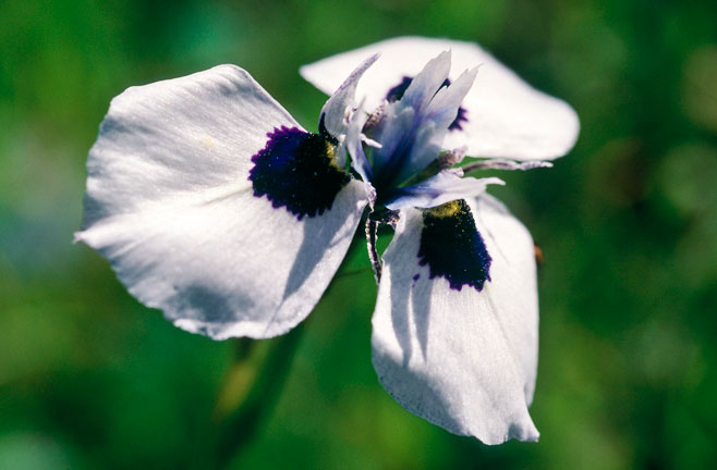 Moraea aristata