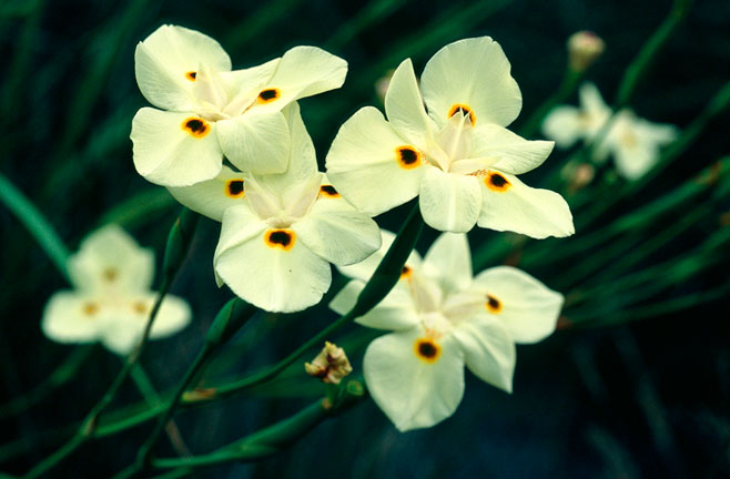 Dietes bicolor