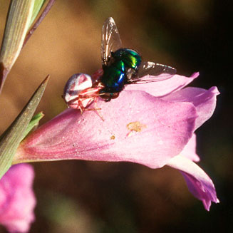 Gladiolus carinatus 
