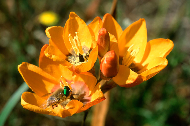 Ixia maculata