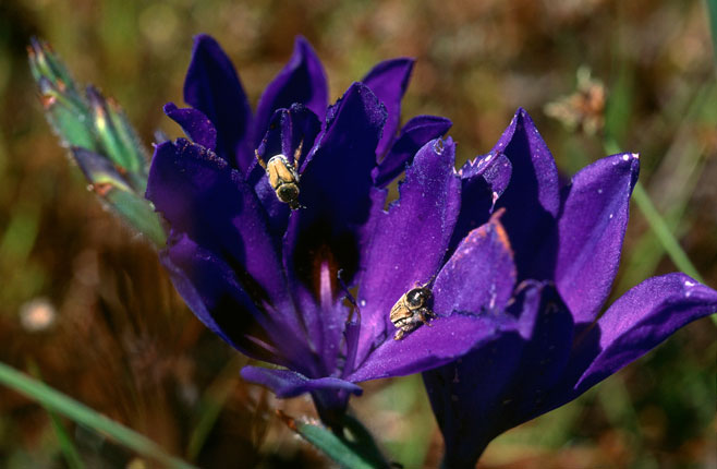 Babiana angustifolia