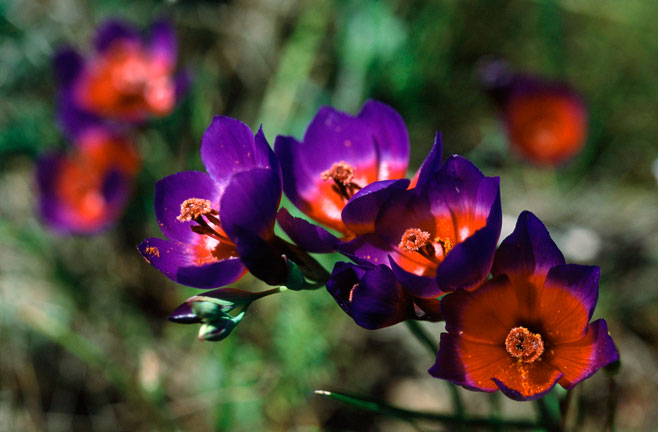Geissorhiza eurystigma