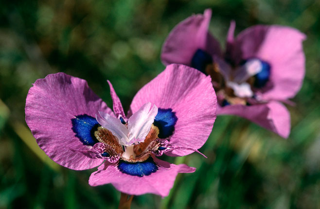 Moraea villosa