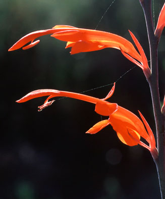 Tritoniopsis caffra