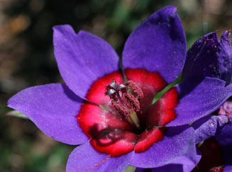 Babiana rubrocyanea 