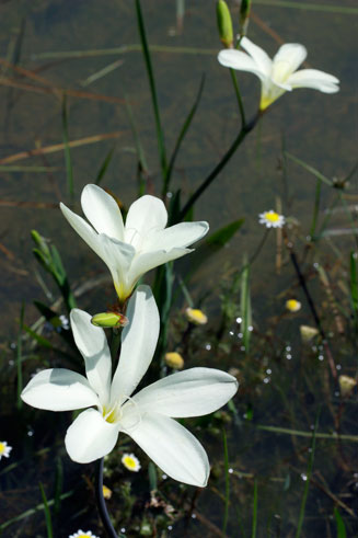 Sparaxis bulbifera 