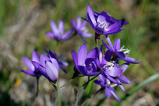 Geissorhiza aspera