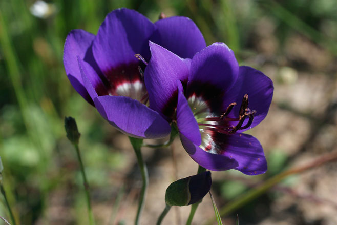 Geissorhiza monanthos