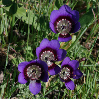 Geissorhiza monanthos