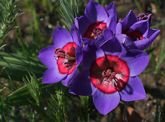 Babiana rubrocyanea 