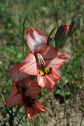 Gladiolus meliusculus