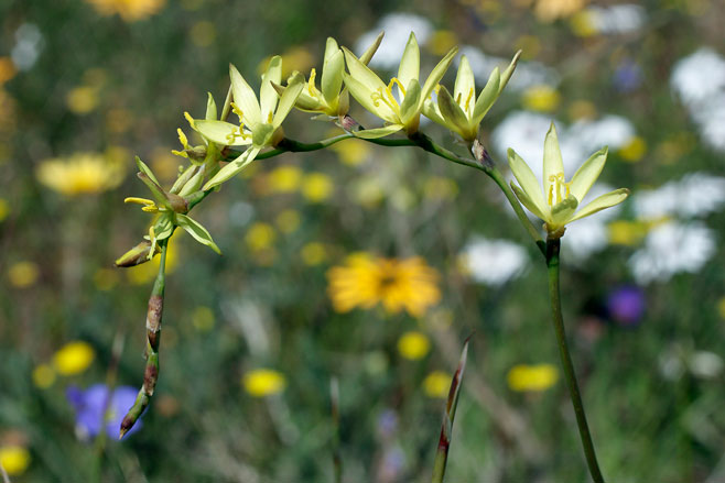 Geissorhiza imbricata