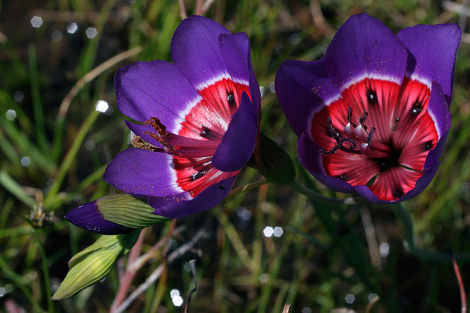 Geissorhiza radians