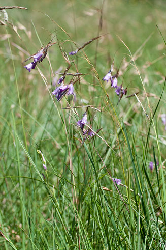 Dierama floriferum