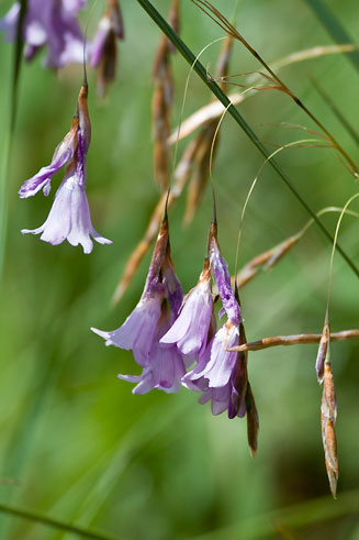 Dierama floriferum