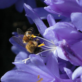 Nivenia stokoei