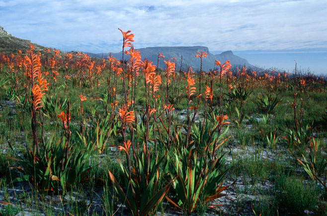 Watsonia tabularis