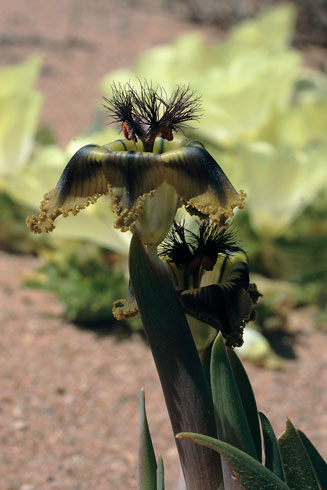 Ferraria divaricata 