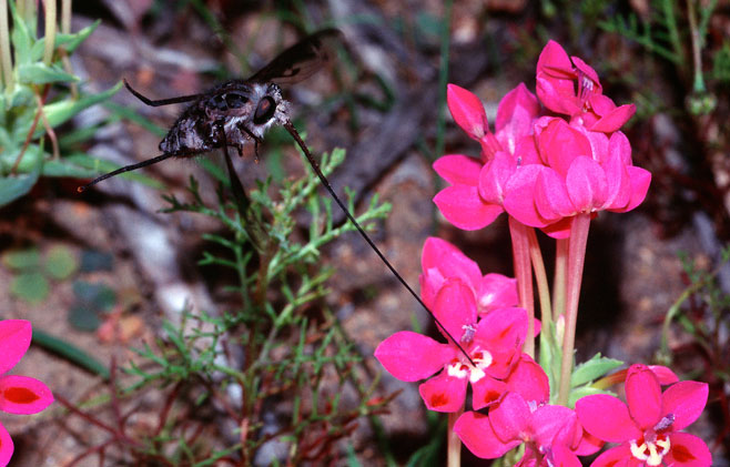 Lapeirousia silenoides
