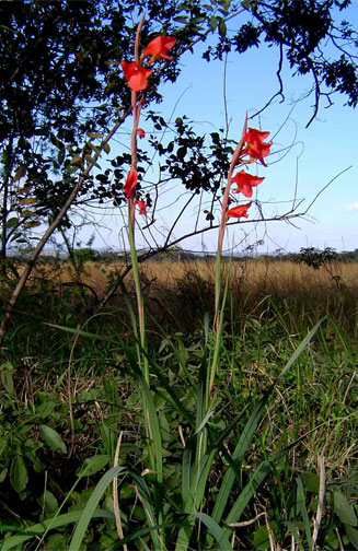 Gladiolus dalenii 