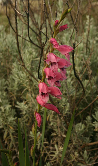 Gladiolus crassifolius