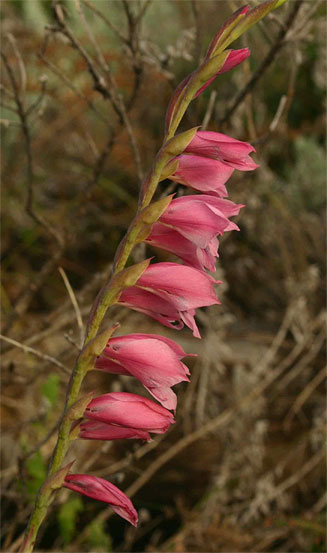 Gladiolus crassifolius