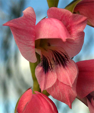 Gladiolus crassifolius
