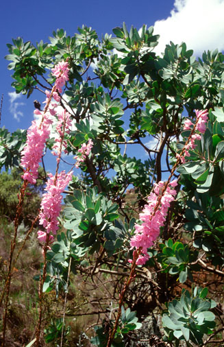 Watsonia marginata 