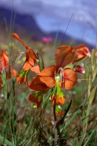 Gladiolus alatus  